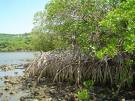 Estudian situación de manglares en Villa Clara